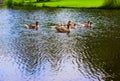 Ducks in the vondelpark swimming in the canal