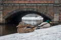 Ducks walk on the first snow on the city canal. Royalty Free Stock Photo