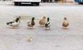 Ducks  walk freely in the city in the car park near Lake Garda in Sirmione town in Lombardy, northern Italy Royalty Free Stock Photo