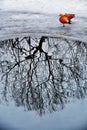 Ducks walk on the frozen river Royalty Free Stock Photo