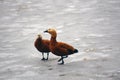 Ducks walk on the frozen river Royalty Free Stock Photo