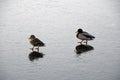 Ducks walk on thin ice. Frosty March morning. Frozen pond