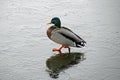 Ducks walk on thin ice. Frosty March morning. Frozen pond Royalty Free Stock Photo