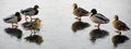 Ducks walk on thin ice. Frosty March morning. Frozen pond. Royalty Free Stock Photo