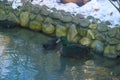 ducks walking aorund the street Royalty Free Stock Photo