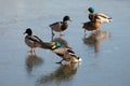 Ducks walk on fresh thin ice Royalty Free Stock Photo