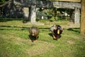 Ducks walking on the grass