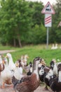 Ducks walking at railway crossing sign background Royalty Free Stock Photo