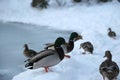 Ducks walking and swimming in a cold lake in winter season. Snow stored around the lake