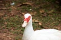 Ducks are walking and swimming in the farm.