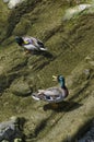 Ducks washing in the river