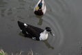 Ducks swim in the pond. Birds in nature. Royalty Free Stock Photo