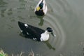 Two ducks swim in the river. Birds in nature. Royalty Free Stock Photo