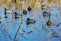 ducks in water in autumn or winter