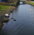 Ducks in the water channel