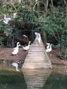 Ducks, water, greenery,