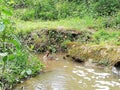 Ducks water mum babies ducklings nature