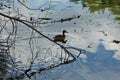 Ducks on the water of the Pakhra river.