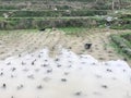 ducks in water on rice field in of Dazhai