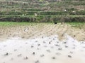 ducks in water on rice paddy field in of Dazhai