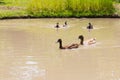 Ducks on water