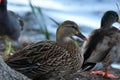 Ducks on the water