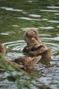 Ducks in the water