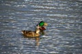 Swimming ducks in lake