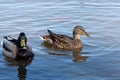 Ducks in water. Royalty Free Stock Photo