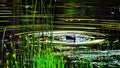 Ducks waterfowl swimming in a lake with green reeds in Yellowstone National Park. Royalty Free Stock Photo