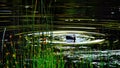 Ducks waterfowl swimming in a lake with green reeds in Yellowstone National Park. Royalty Free Stock Photo