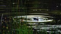 Ducks waterfowl swimming in a lake with green reeds in Yellowstone National Park. Royalty Free Stock Photo