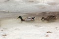 In the spring, ducks swam in a pond that had not yet completely melted