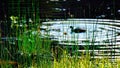 Ducks waterfowl swimming in a lake with green reeds in Yellowstone National Park. Royalty Free Stock Photo