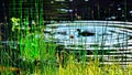 Ducks waterfowl swimming in a lake with green reeds in Yellowstone National Park. Royalty Free Stock Photo