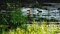 Ducks waterfowl swimming in a lake with green reeds in Yellowstone National Park. Royalty Free Stock Photo