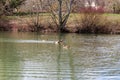 Ducks and waterfowl swimming in a pond Royalty Free Stock Photo