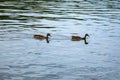 dark brown geese swim in the lake