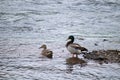 Mallard male and female feeding in the river