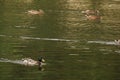 Ducks which swim together - Elancourt , France Royalty Free Stock Photo