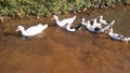 ducks who are taking his children swim in a small river