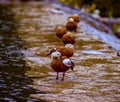 Ducks wild brown ducks are very beautiful with a rare color