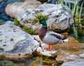 Ducks wild brown ducks are very beautiful with a rare color