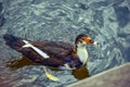 Ducks wild brown ducks are very beautiful with a rare color