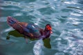 Ducks wild brown ducks are very beautiful with a rare color