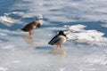Ducks in winter Royalty Free Stock Photo