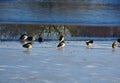 Ducks in Winter on Lake Klostersee in the Town Walsrode, Lower Saxony