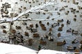 Ducks in the winter pond,