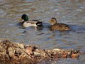 ducks in a winter pond Royalty Free Stock Photo