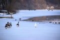 Ducks in the winter river looking for food